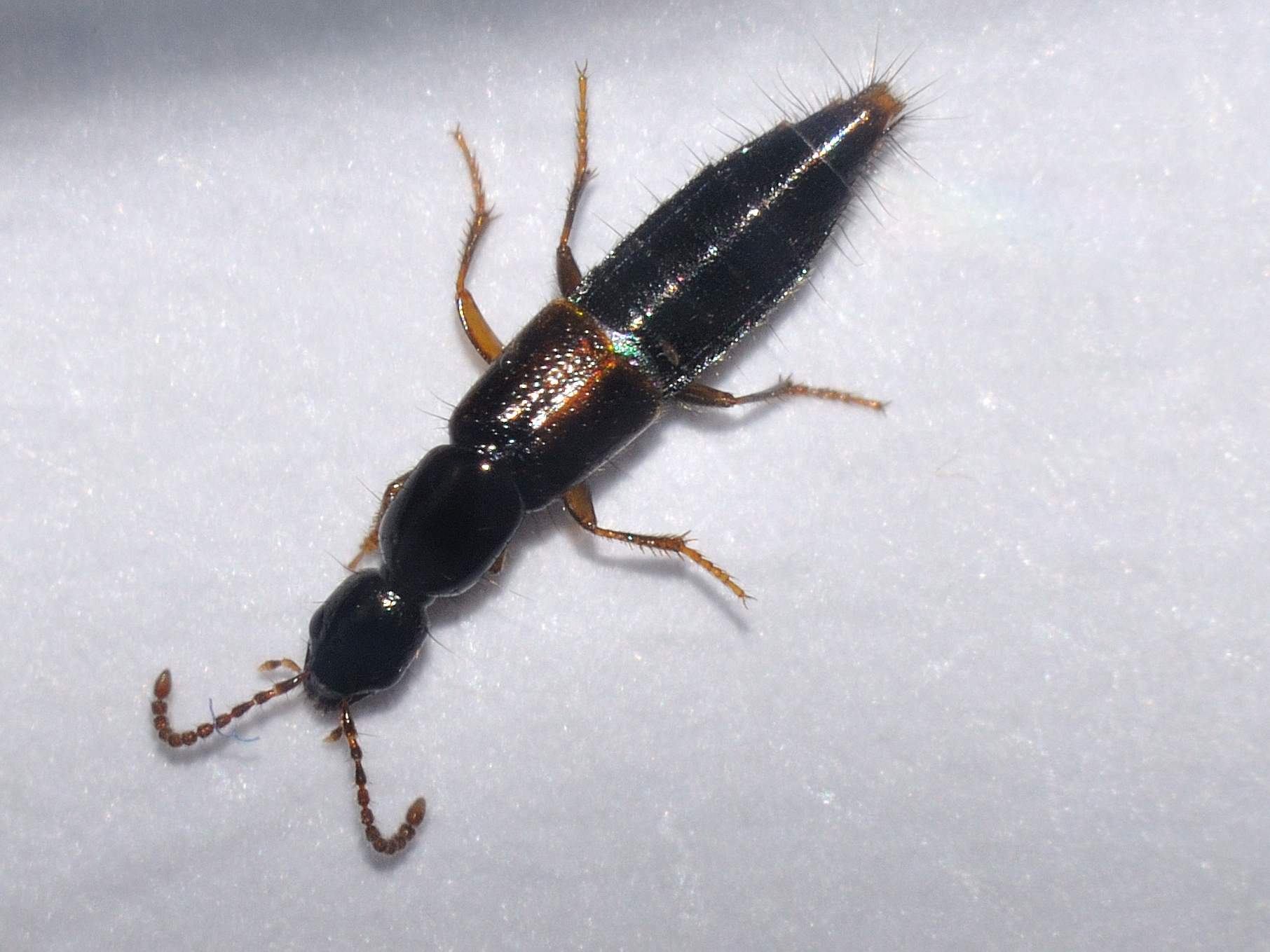 Staphylinidae: probabile Othius punctulatus